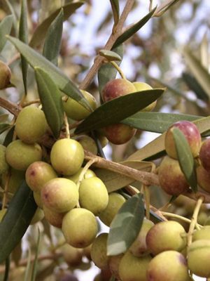 Arbequina