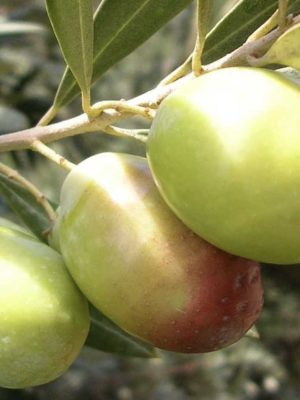 Domat Zeytin