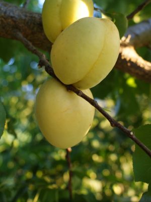 Iğdır (Şalak)