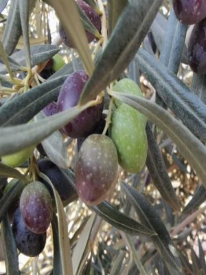 Kalamata (Eşek)