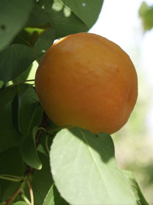 Precoce De Thyrinte