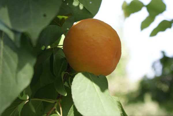 Precoce De Thyrinte