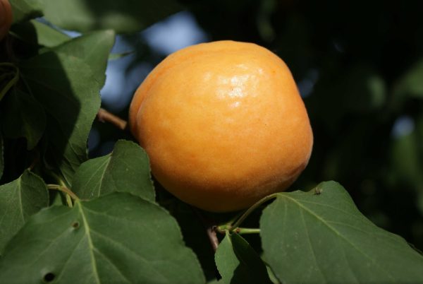 Precoce De Thyrinte