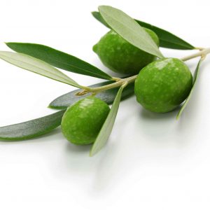 Zeytin Fidanı