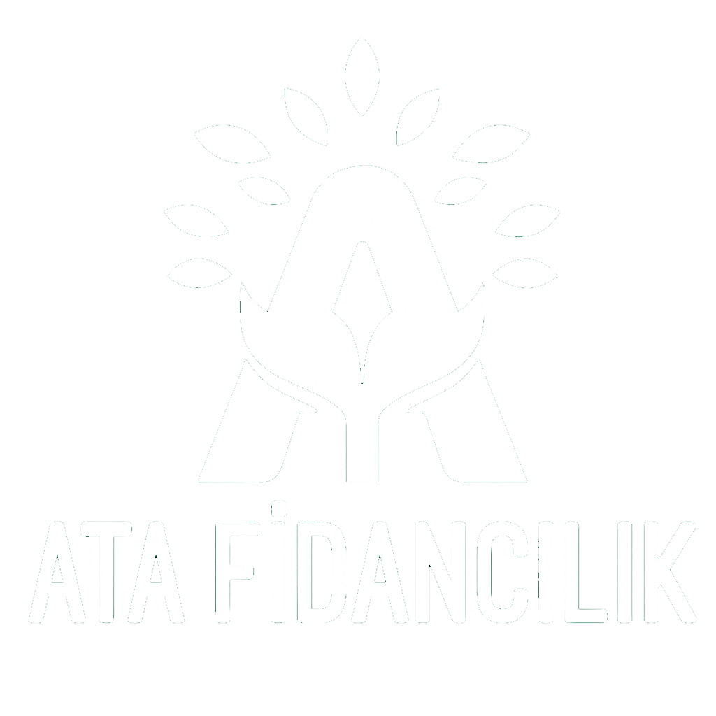 Ata Fidancılık