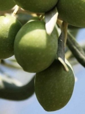 Çekişte Zeytin