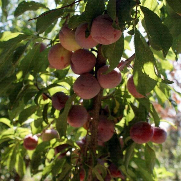 Santa Rosa (İtalyan)