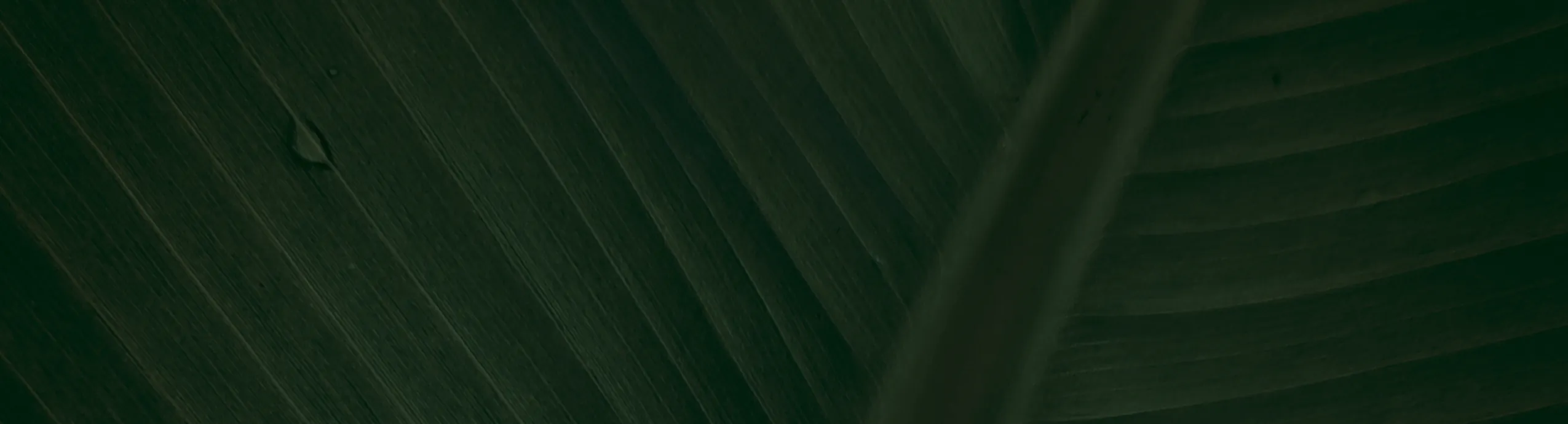 Ata Fıdancılık Şekerpare