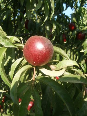 1-Siver-King-scaled-1.jpg Silver King