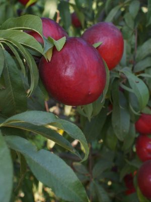 Bigtop-1-scaled-1.jpg Big Top