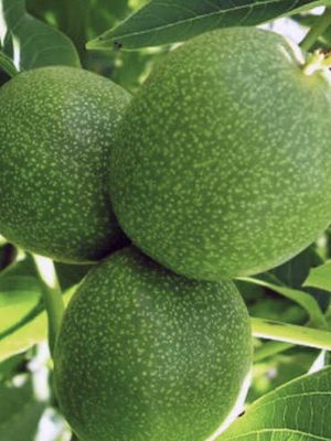 Bilecik-2.jpg Bilecik