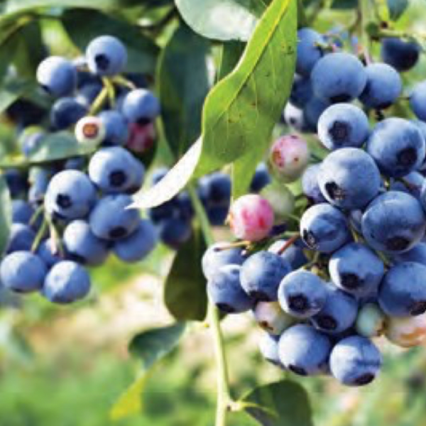 Bluecrop