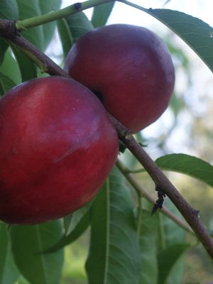 Caldeci-1-scaled-1.jpg Caldesi 2000