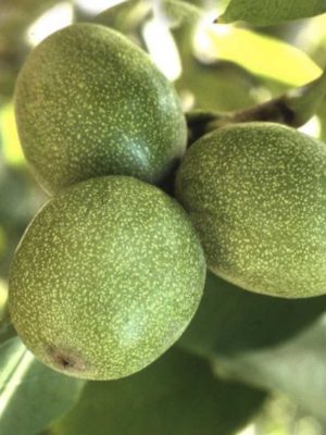 Chandler-1.jpg Chandler