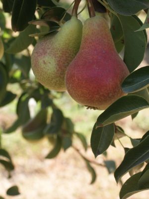 Charmen-1-scaled-1.jpg Charmen