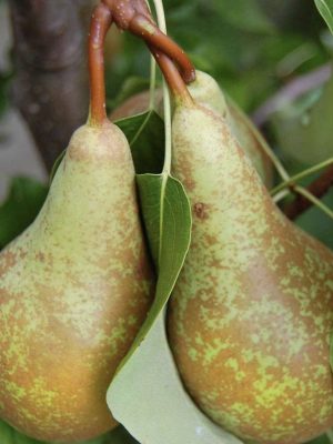 Conference-2.jpg Conferance