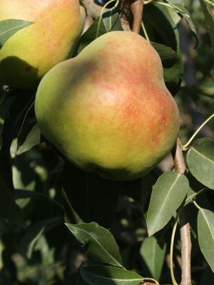 Deveci-4-scaled-1.jpg Deveci