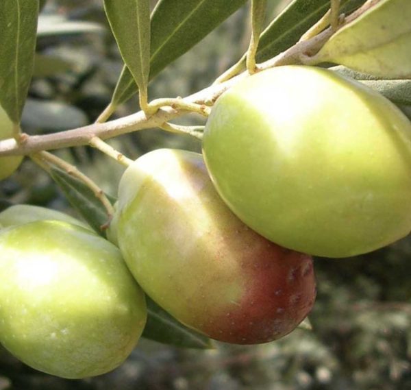 Domat Zeytin
