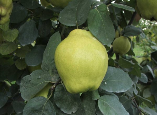 Ege 22