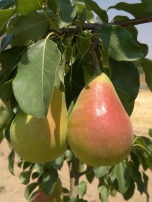 Etruska-2-scaled-1.jpg Etruşka