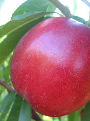 Extreme-28.jpg Extreme 28