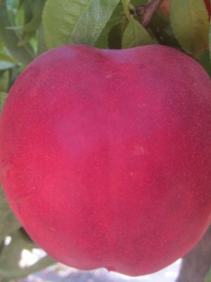 Extreme-615.jpg Extreme 615