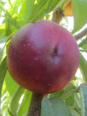 Extreme-618-1.jpg Extreme 618