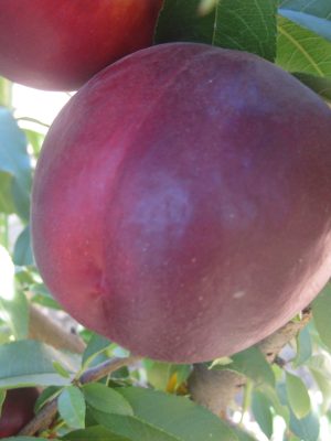 Extreme-710.jpg Extreme 710