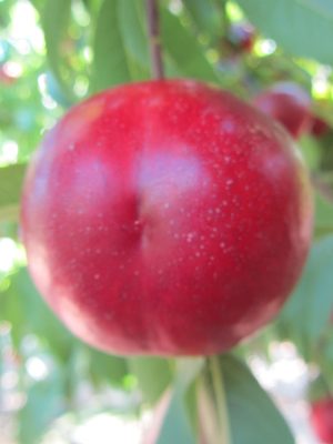 Extreme-761.jpg Extreme 761