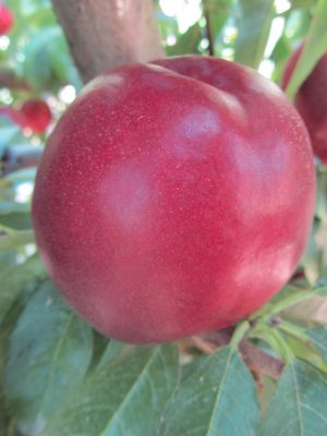 Extreme-775.jpg Extreme 775