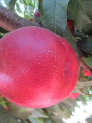 Extreme-786.jpg Extreme 786