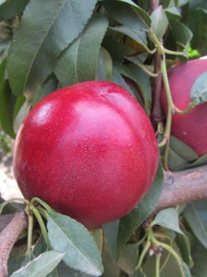 Extreme-Candy.jpg Extreme Candy