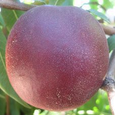 Extreme-Delight.jpg Extreme Delight