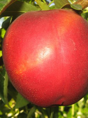 Extreme-Globe.jpg Extreme Globe