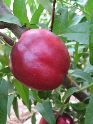 Extreme-Red-1.jpg Extreme Red