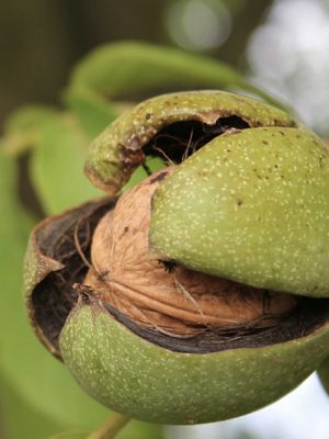 Franquette-2.jpg Franquette