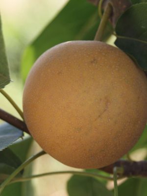 Hosui-2-scaled-1.jpg Hosui