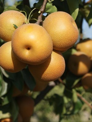 Kosui-4-scaled-1.jpg Kosui