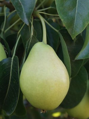 Limon-1-scaled-1.jpg Limon Armut