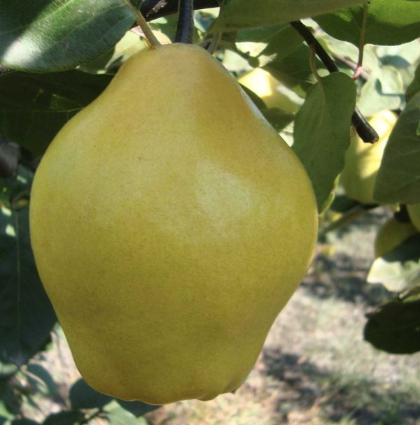 Limon