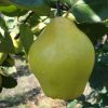 Limon