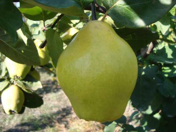Limon
