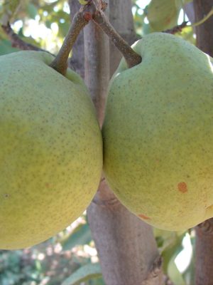 Margaret-marilla-2.jpg Margaret Marilla