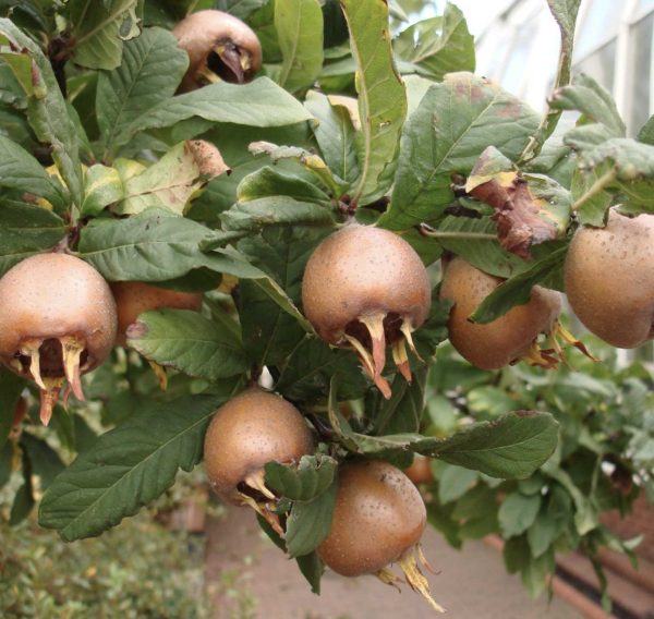 Muşmula