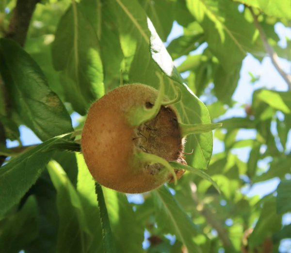 Muşmula