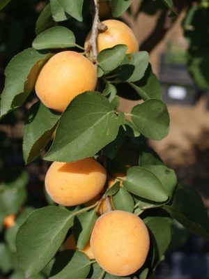 Ninfa-3-scaled-1.jpg Ninfa