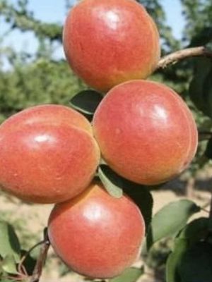 Orange-ruby-3.jpg Orange Ruby (Porfect Red)