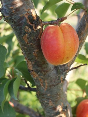 Roxana-2-scaled-1.jpg Roxana