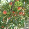 Spring Bella