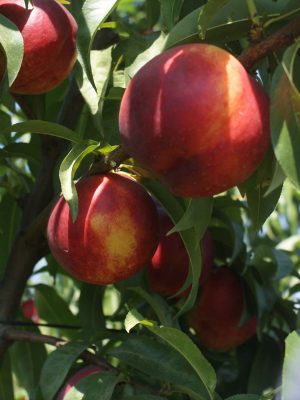 Sweetlady-3-scaled-1.jpg Sweet Lady